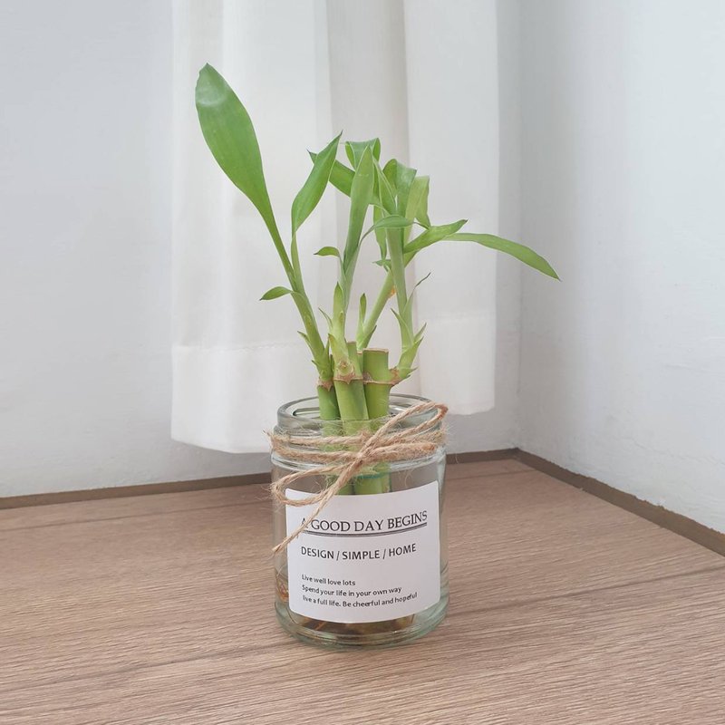 开运竹 水耕植物 - 植栽/盆栽 - 玻璃 透明