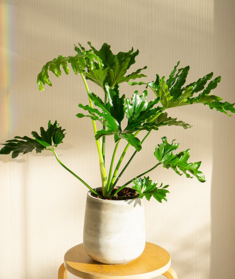 小天使蔓绿绒落地盆栽 人气网美观叶植物 居家办公室摆饰 - 植栽/盆栽 - 植物．花 绿色