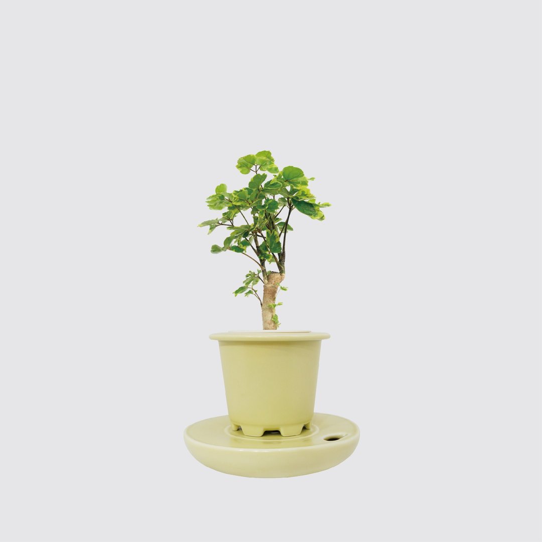 │ 窑瓷系列 │黄金福禄桐 - 送礼植物 办公室 水耕植物 室内盆栽 - 植栽/盆栽 - 植物．花 
