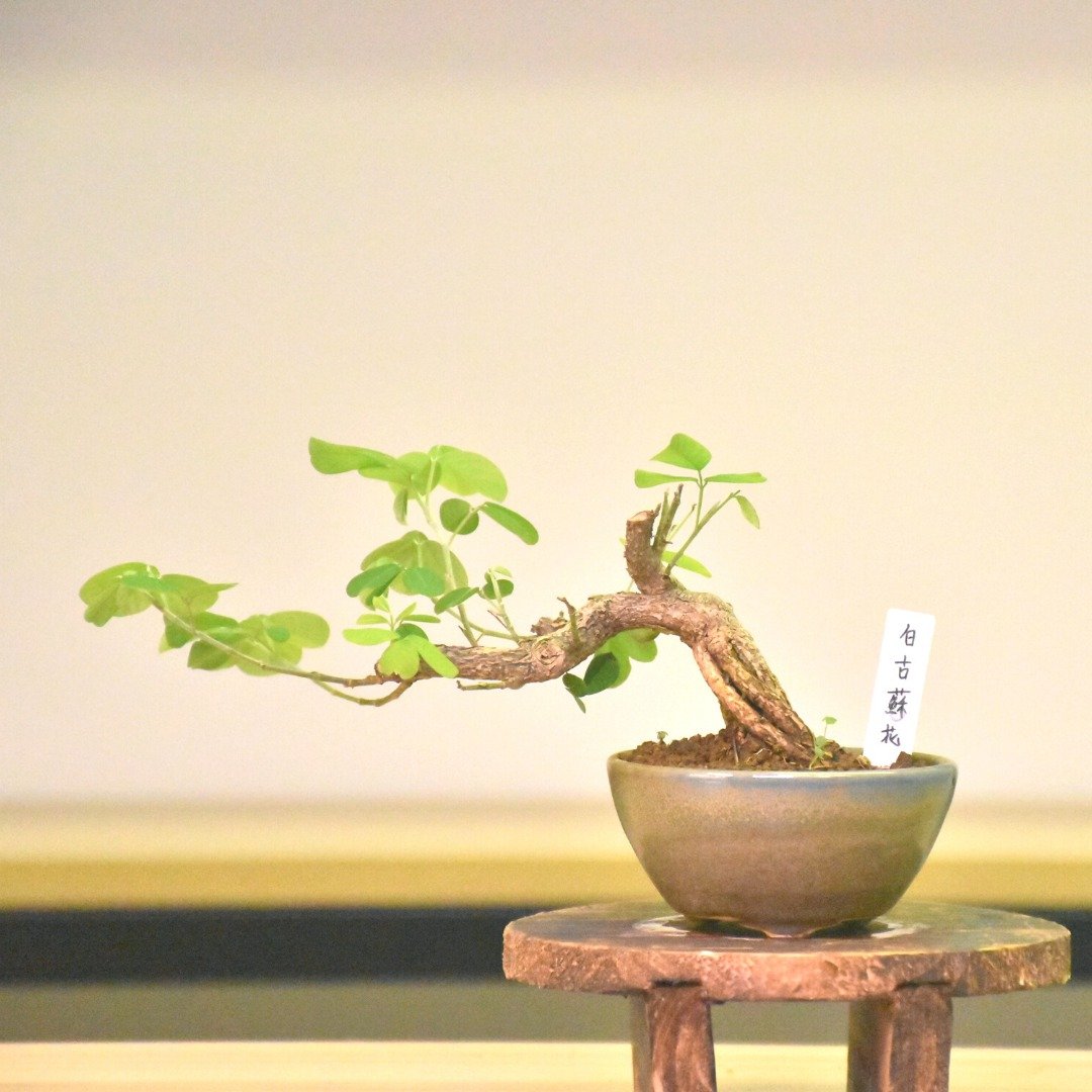 白古苏花 - 植栽/盆栽 - 植物．花 