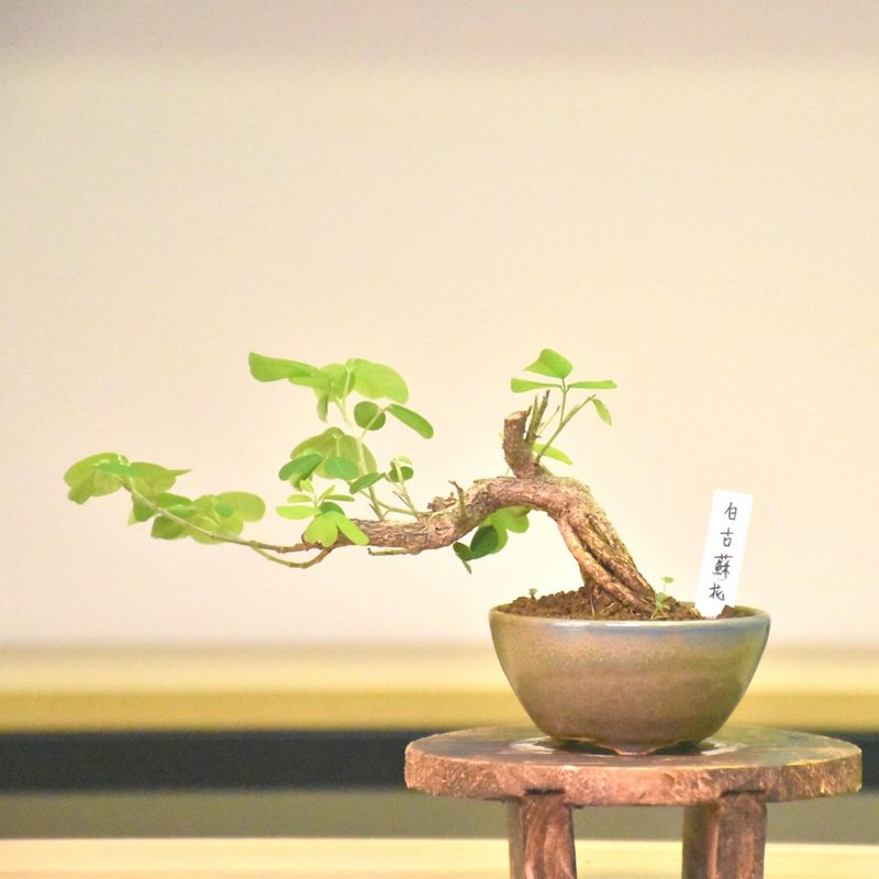 白古苏花 - 植栽/盆栽 - 植物．花 