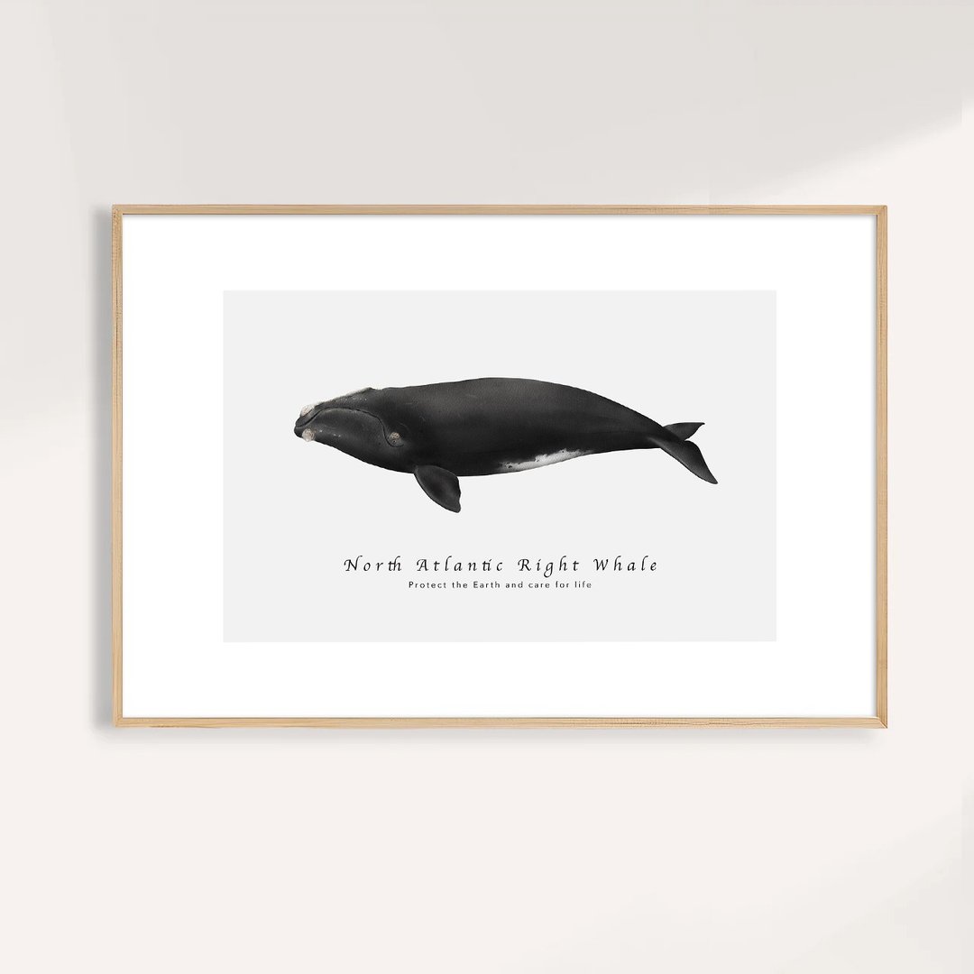 北大西洋露脊鲸 North Atlantic Right Whale / 海洋动物插画挂画 - 海报/装饰画/版画 - 纸 