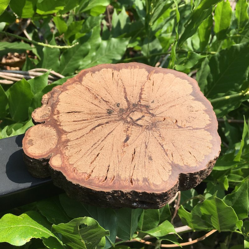 菊花木 杯垫 大 J - 杯垫 - 木头 多色