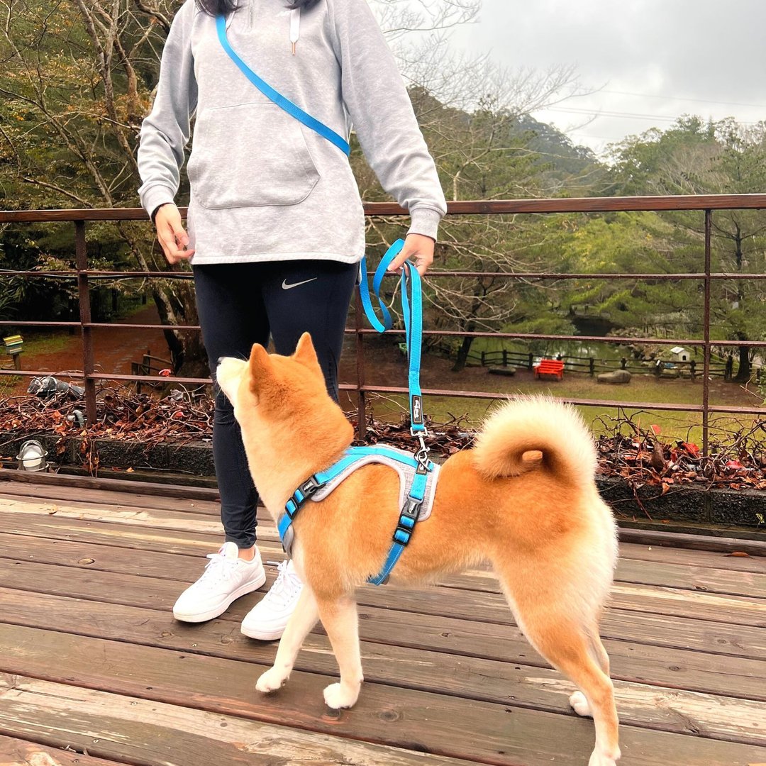 Woofy Woofy 多功能牵绳 210cm 跑步牵绳 天空蓝 - 项圈/牵绳 - 聚酯纤维 蓝色