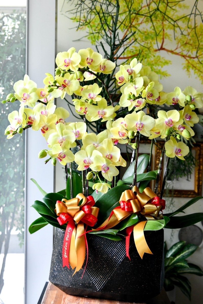 春绽吉祥-新年兰花 - 植栽/盆栽 - 植物．花 黄色