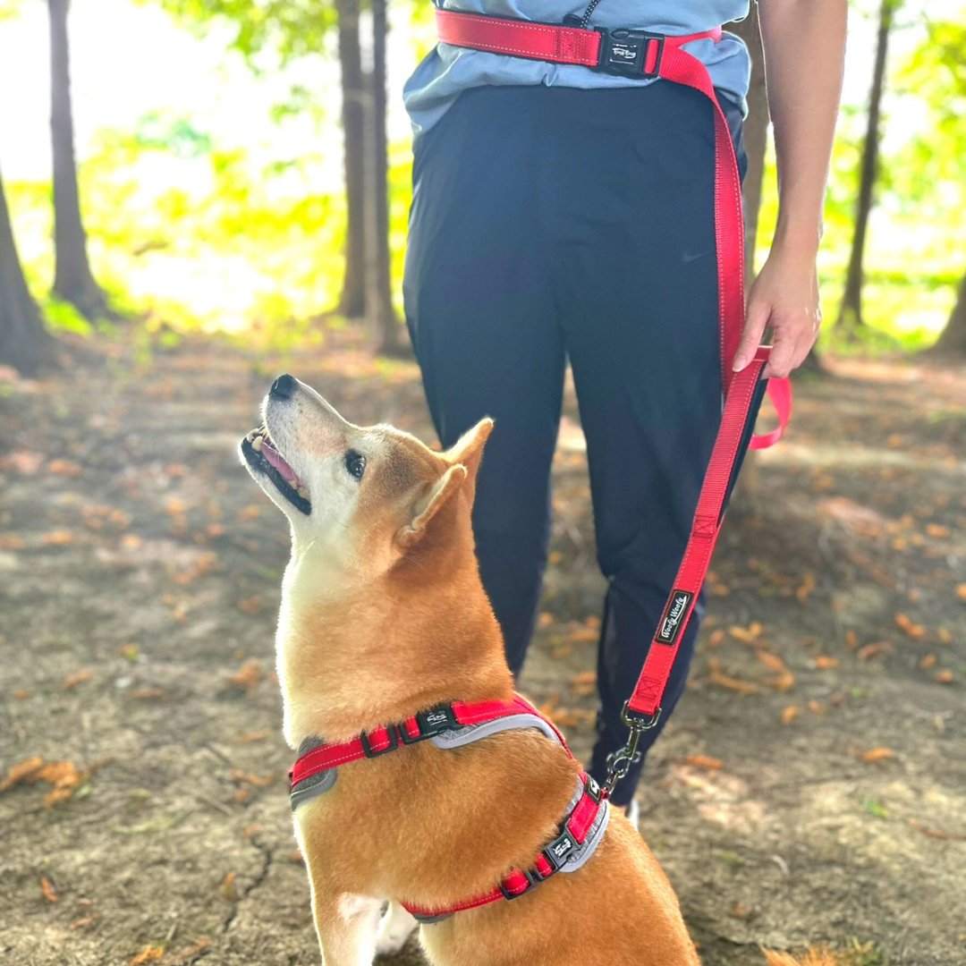 Woofy Woofy 多功能牵绳 150cm 升级版 灿烂红 系腰牵绳 - 项圈/牵绳 - 尼龙 红色