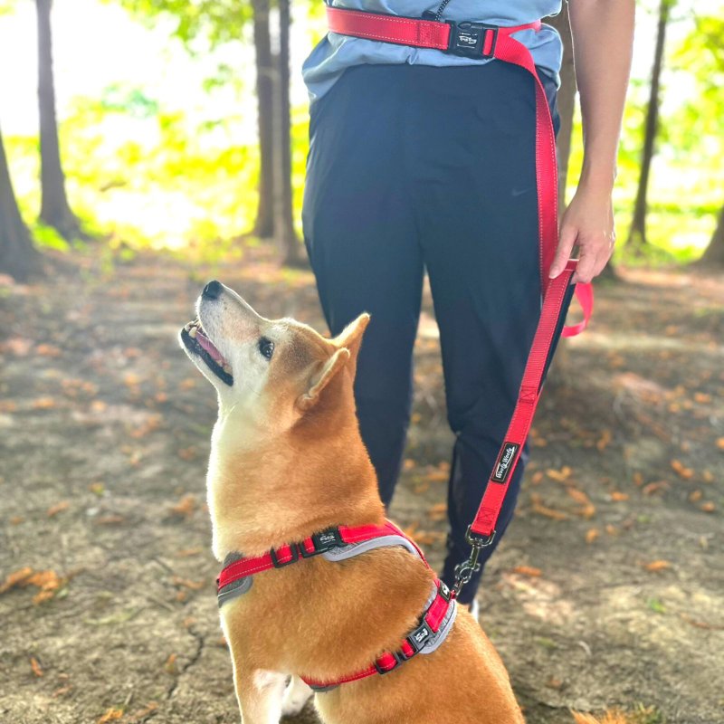 Woofy Woofy 多功能牵绳 150cm 升级版 灿烂红 系腰牵绳 - 项圈/牵绳 - 尼龙 红色