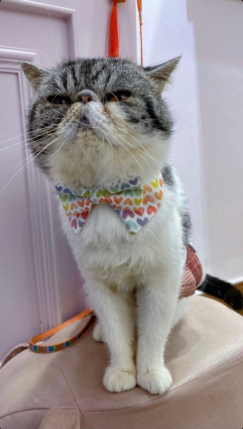 幻彩心心 宠物项圈 领结造型彩色围脖 可印宠物名字 - 项圈/牵绳 - 其他人造纤维 多色