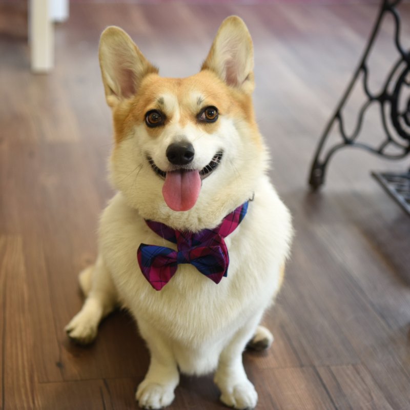 【ZAZAZOO】 L码狗项圈配件-典雅紫-不含项圈 - 项圈/牵绳 - 聚酯纤维 