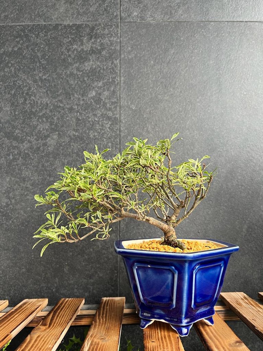 日本斑叶栀子  | 盆景 植物 多肉植物 bonsai - 植栽/盆栽 - 植物．花 绿色