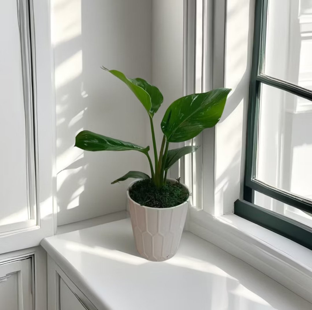【天堂鸟】桌上型盆栽 优雅简约风格 送礼自用 网美空间 - 植栽/盆栽 - 陶 