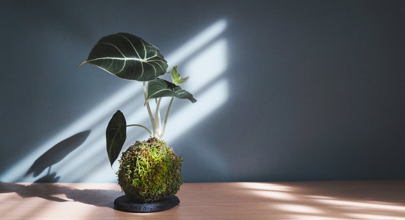 黑天鹅海芋苔玉-Alocasia Black Velvet - 植栽/盆栽 - 植物．花 绿色