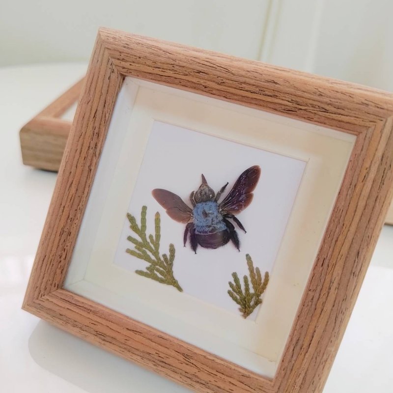 一抹蓝光的低语 - 蓝木蜂 | 蝴蝶、蜜蜂、蝉标本 - 摆饰 - 其他材质 咖啡色