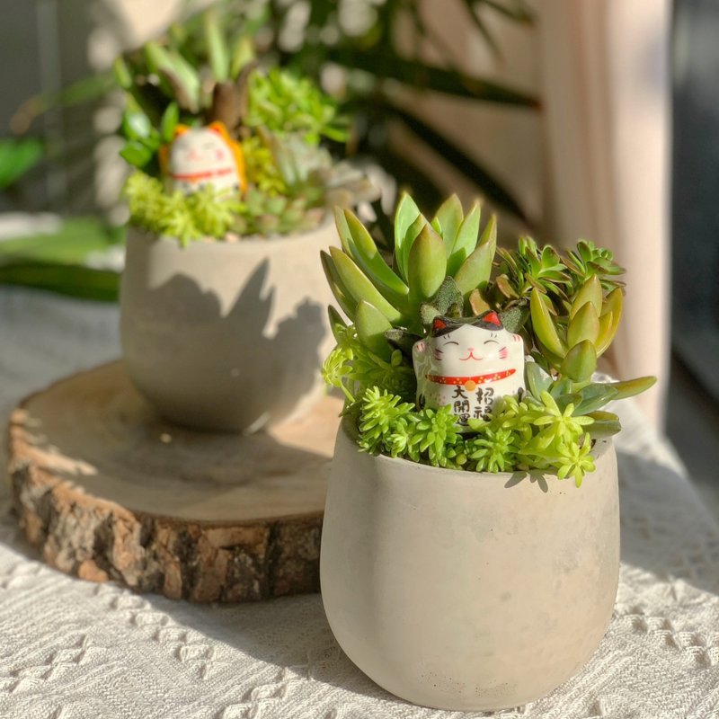 【招财首选】招财猫 水泥多肉组盆-圆肚9X9.新居落成.升官乔迁 - 植栽/盆栽 - 植物．花 绿色