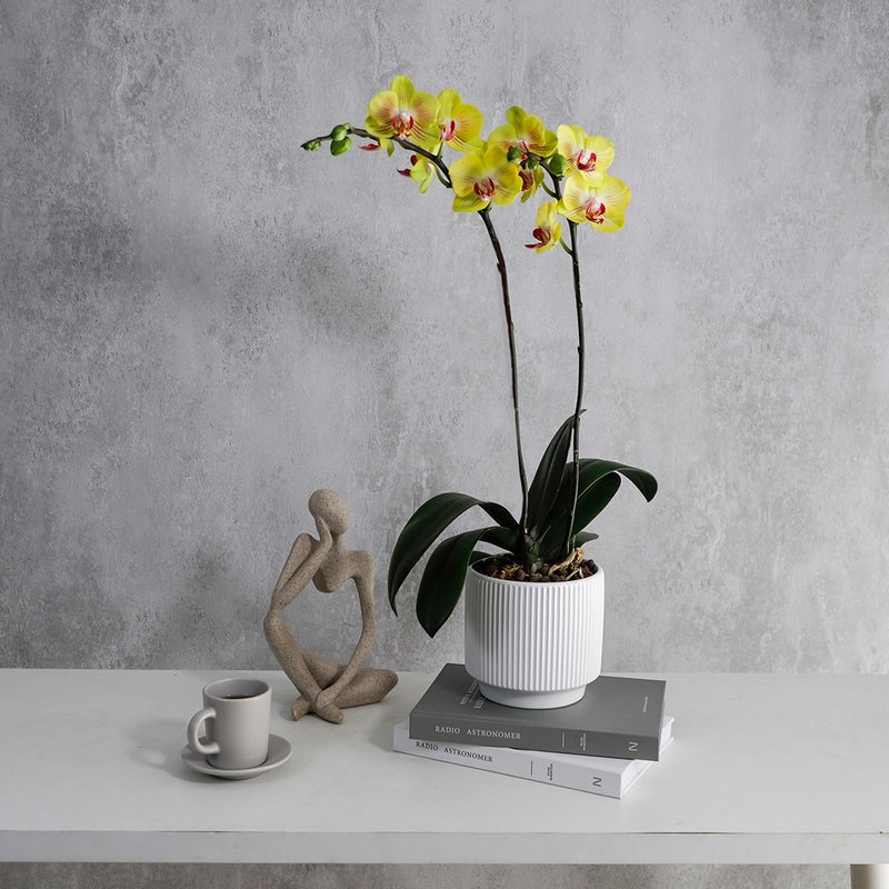 【兰花盆栽】黄花 蝴蝶兰盆栽 开幕送礼 升迁 母亲节礼物 - 植栽/盆栽 - 植物．花 红色