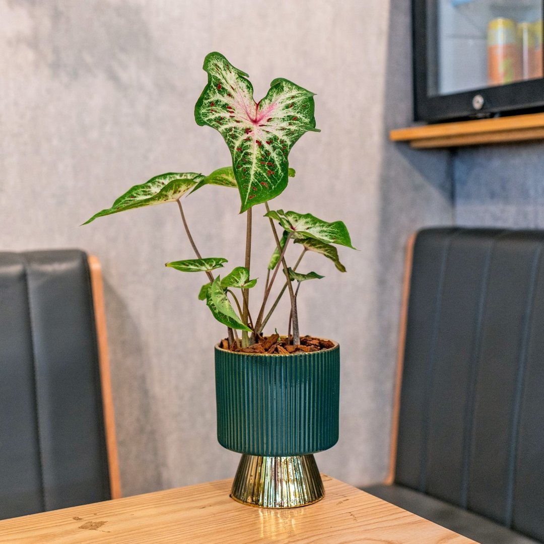 彩叶芋观叶植物 室内摆饰盆栽 金绿色质感直纹高脚花盆 - 植栽/盆栽 - 植物．花 
