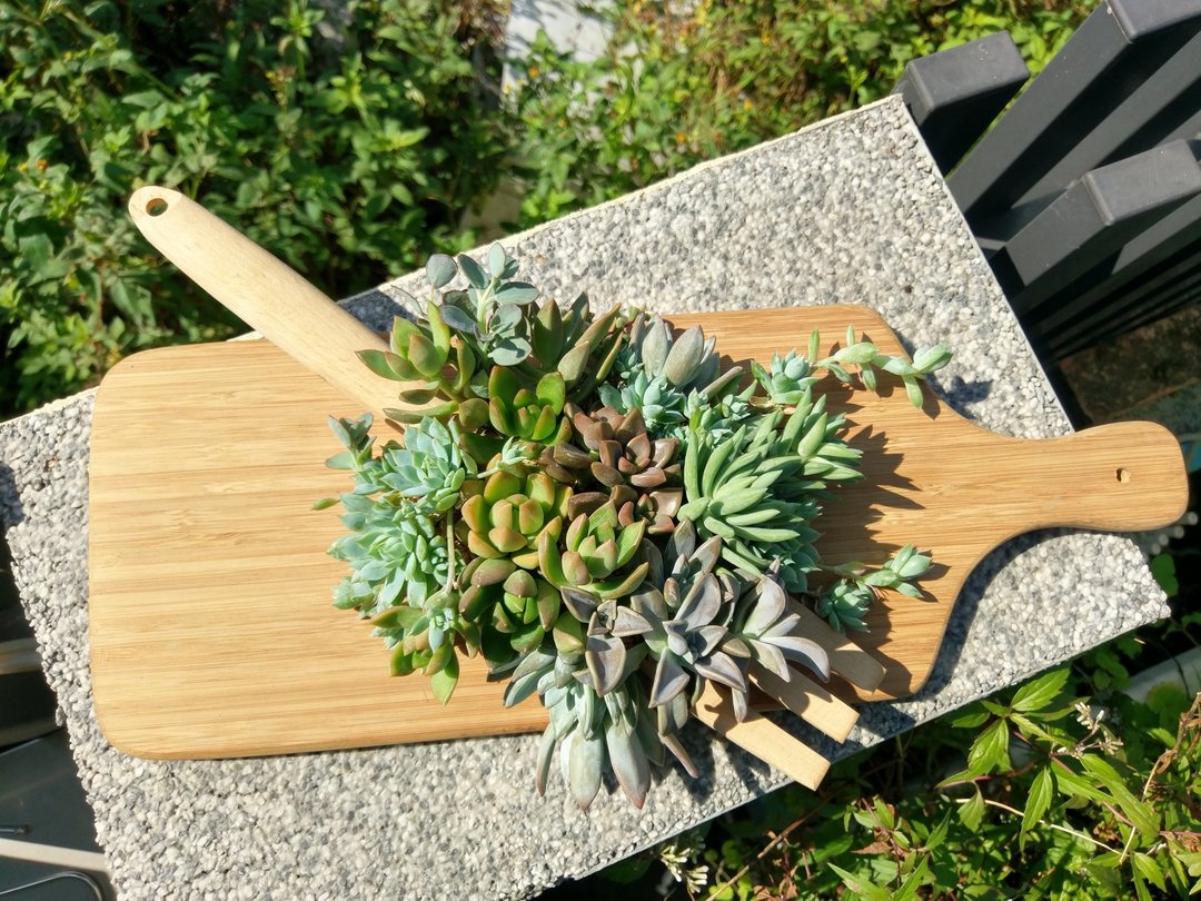 【OliverGreen Table's 】 多肉分享餐 - 植栽/盆栽 - 植物．花 多色