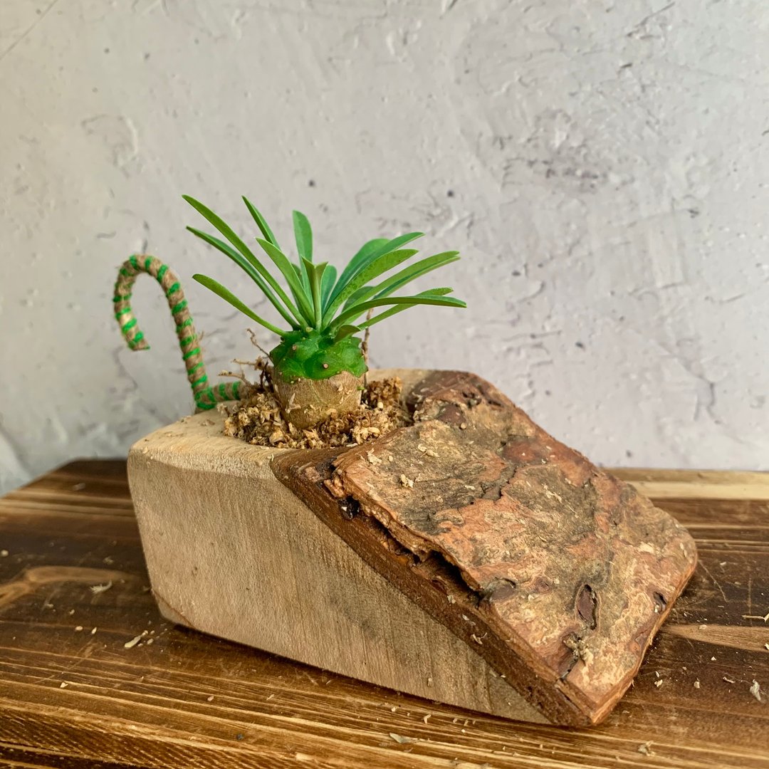 手工木作设计 盆栽摆饰 多肉植物 峨嵋山 - 植栽/盆栽 - 木头 