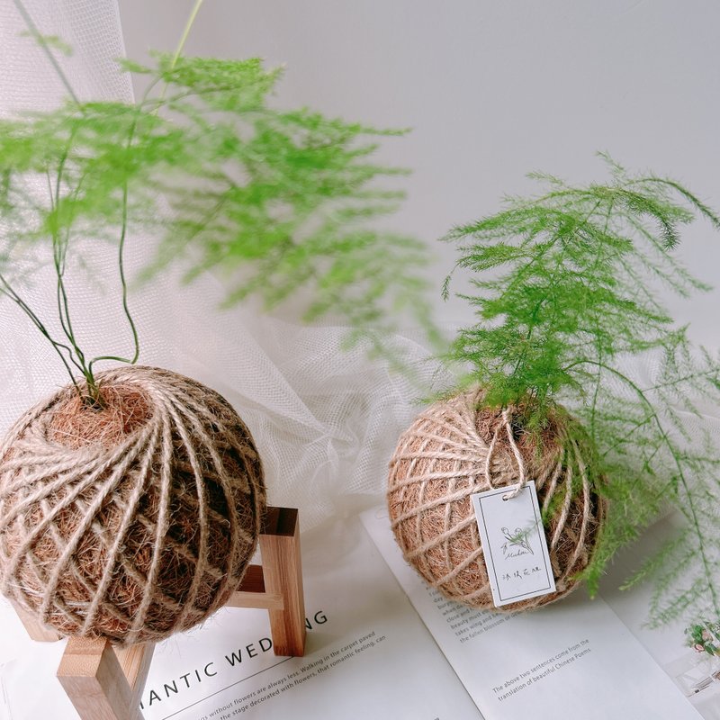 小苔球 文竹 室内植栽 办公桌小物 - 植栽/盆栽 - 植物．花 
