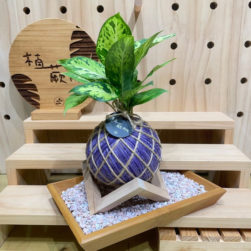 【植蕨所在】星光灿烂黛粉叶 水苔球 室内植物 观赏植物 开店送礼 - 植栽/盆栽 - 植物．花 