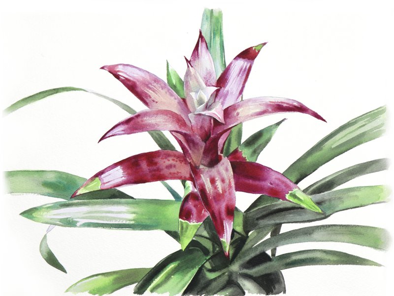 Bromelia original watercolor painting by artist Irina Zhunaeva - 墙贴/壁贴 - 纸 多色