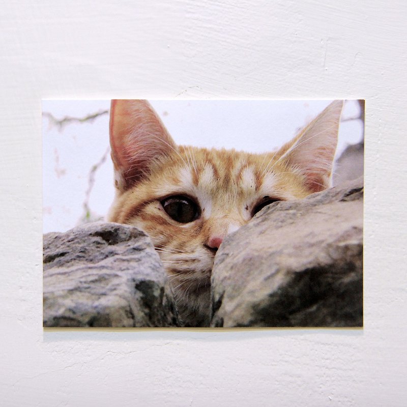 ＜有猫地-分身领主＞台湾猫咪明信片/单张1入 (双面印刷) |台湾街猫/米克斯/浪浪/postcard/はがき| - 卡片/明信片 - 纸 橘色