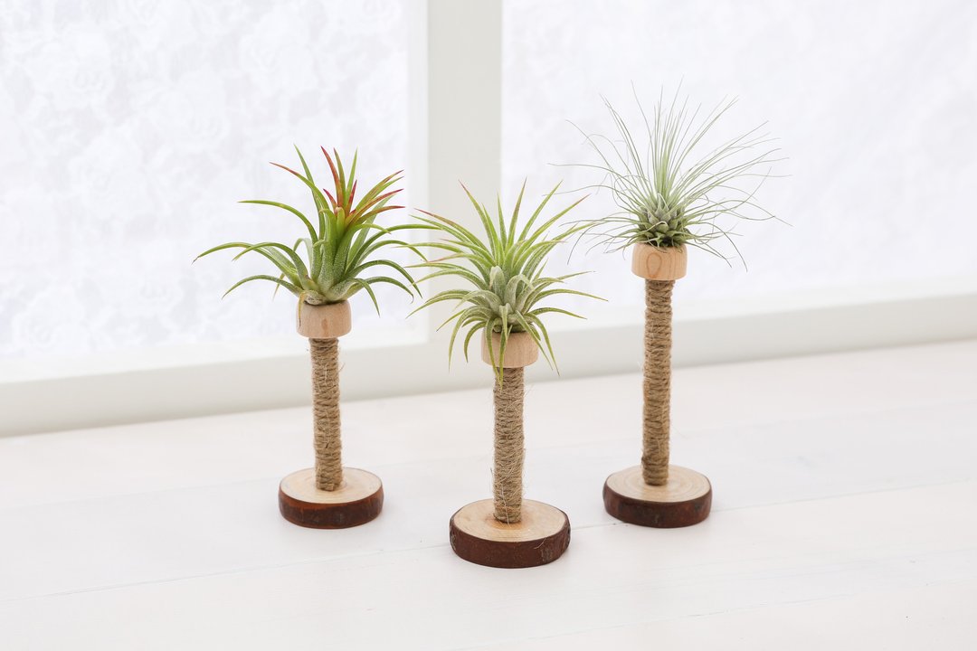 【空气凤梨烛台】 植物 装饰| 莳光 - 植栽/盆栽 - 植物．花 