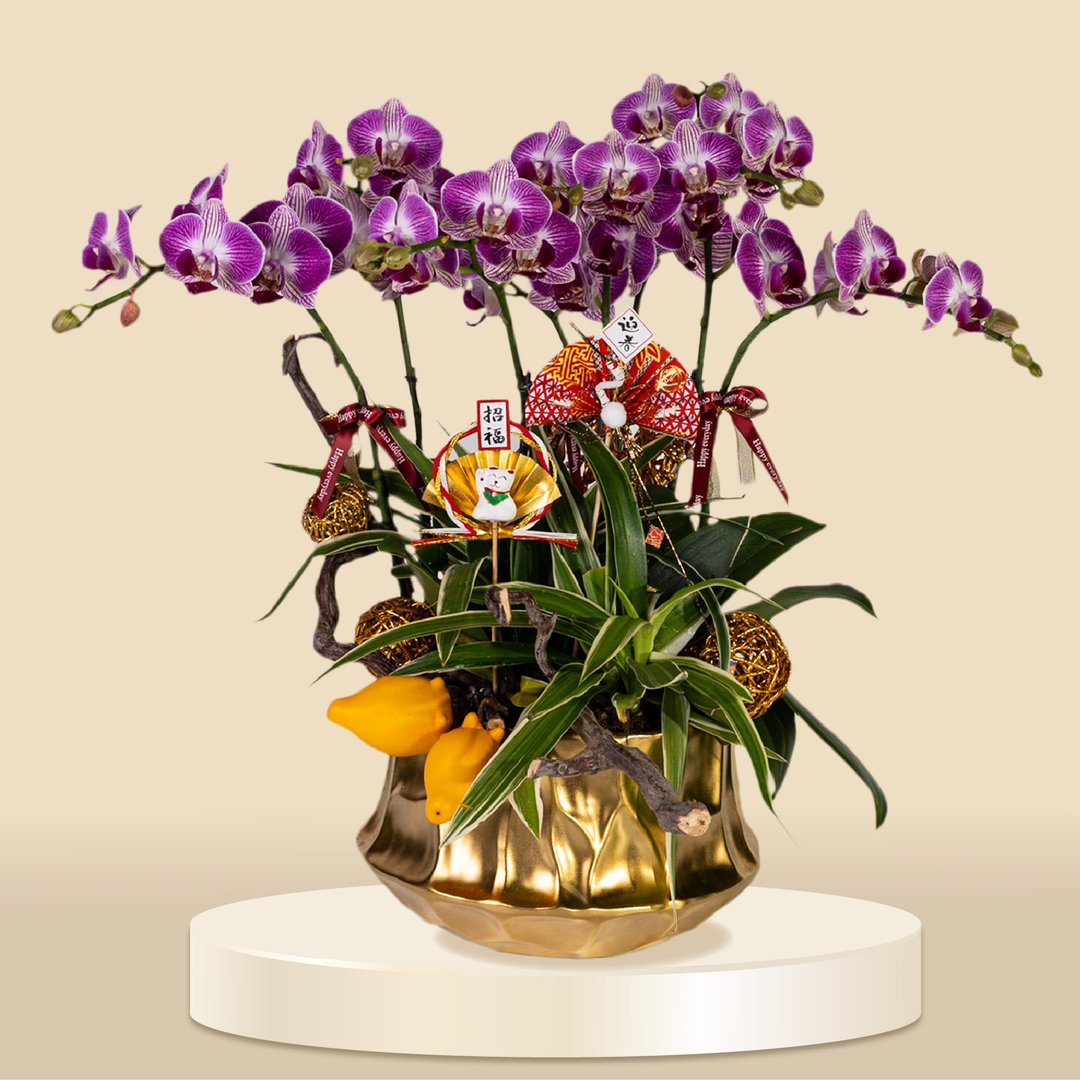 小品蝴蝶兰小胭脂6棵 (1158) 兰花 新春兰花 年花 自家兰花园种 - 植栽/盆栽 - 植物．花 