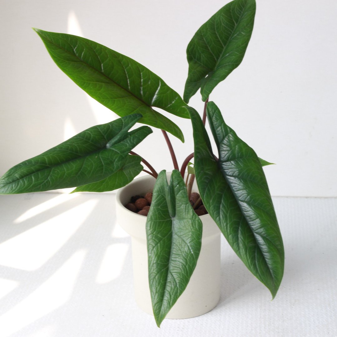 植栽 盆栽 l 甲骨文音莲(中盆) 韩国设计烟囱花盆 室内植物 散光 - 植栽/盆栽 - 陶 