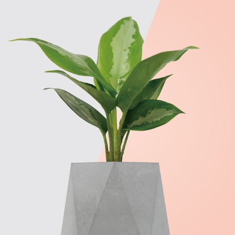 │ 水泥系列 │ 巴黎美人 -  水耕盆栽  水泥盆器 送礼植物 - 植栽/盆栽 - 植物．花 灰色