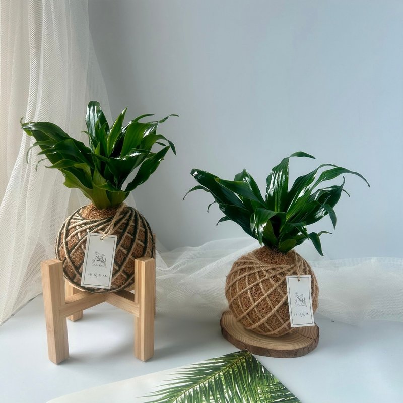 小苔球 阿波罗 室内植栽 净化空气 - 植栽/盆栽 - 植物．花 