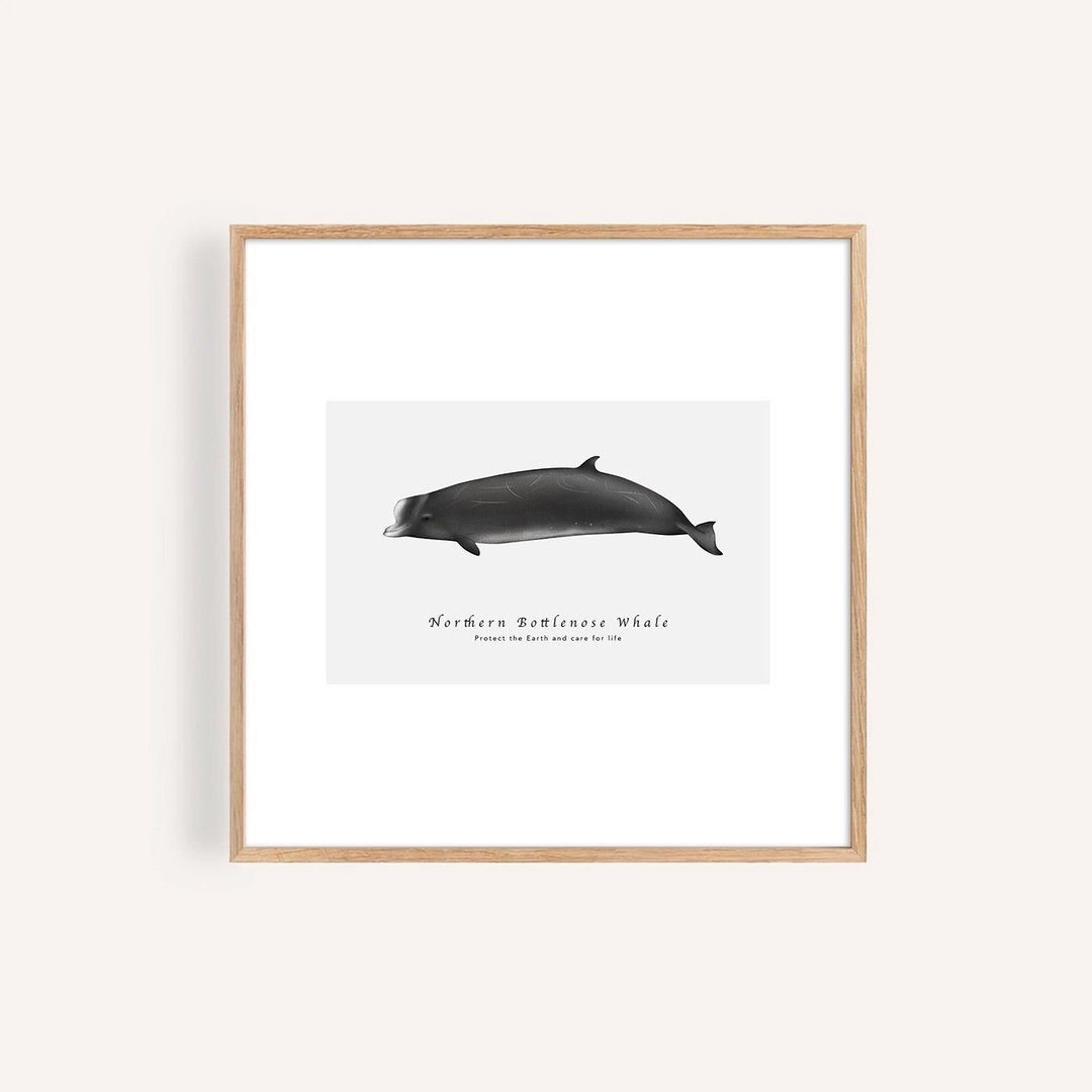 北瓶鼻鲸 Northern Bottlenose Whale / 海洋动物插画挂画 - 海报/装饰画/版画 - 纸 