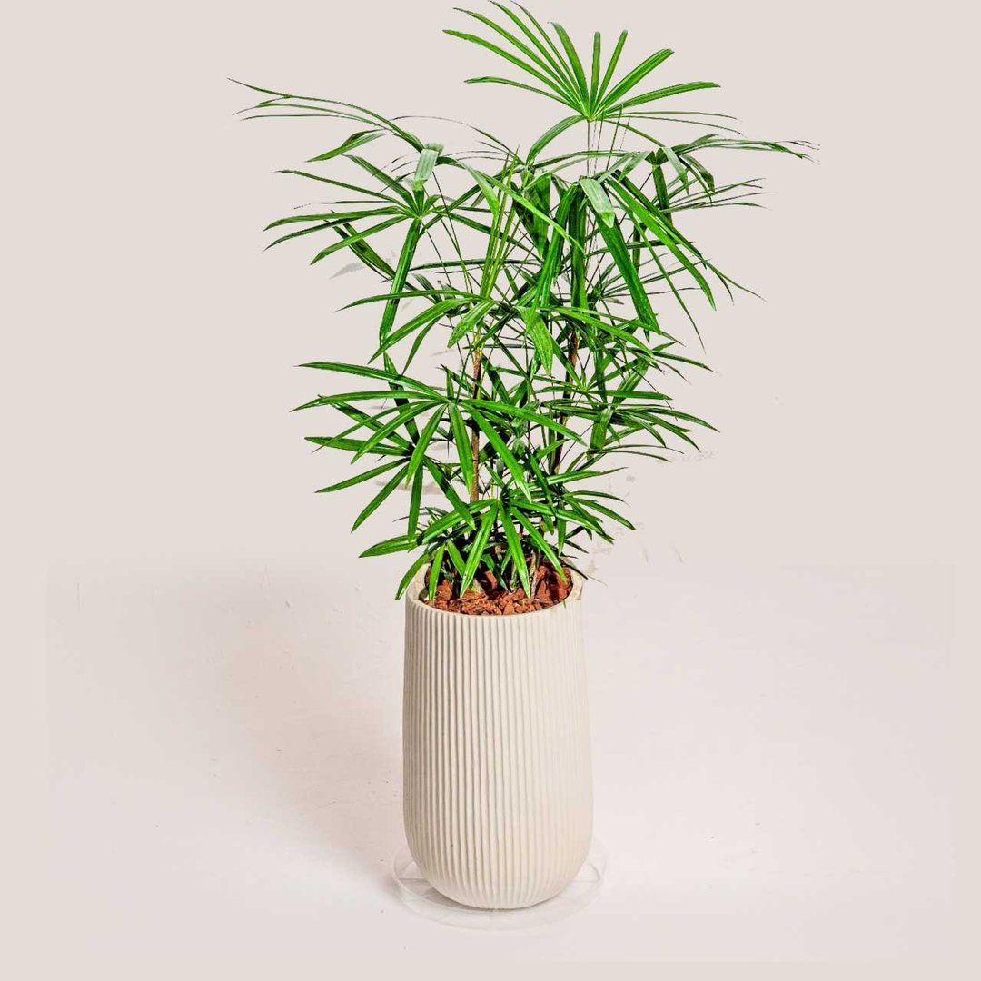高大棕榈竹水泥盆栽 落地盆栽 大盆栽 条纹白高盆 开幕送礼 - 植栽/盆栽 - 其他材质 
