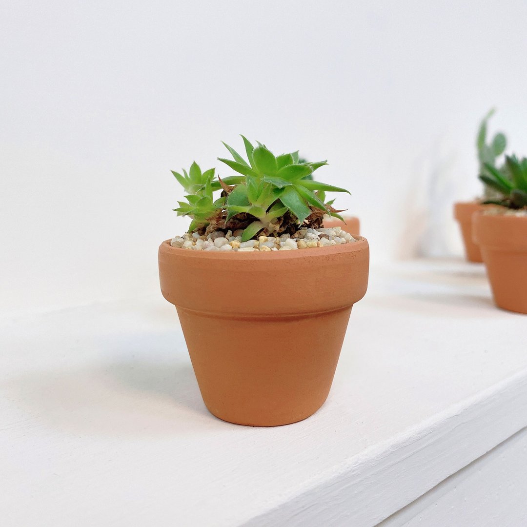 │小陶盆植栽│ 卷绢 - 植栽/盆栽 - 植物．花 绿色