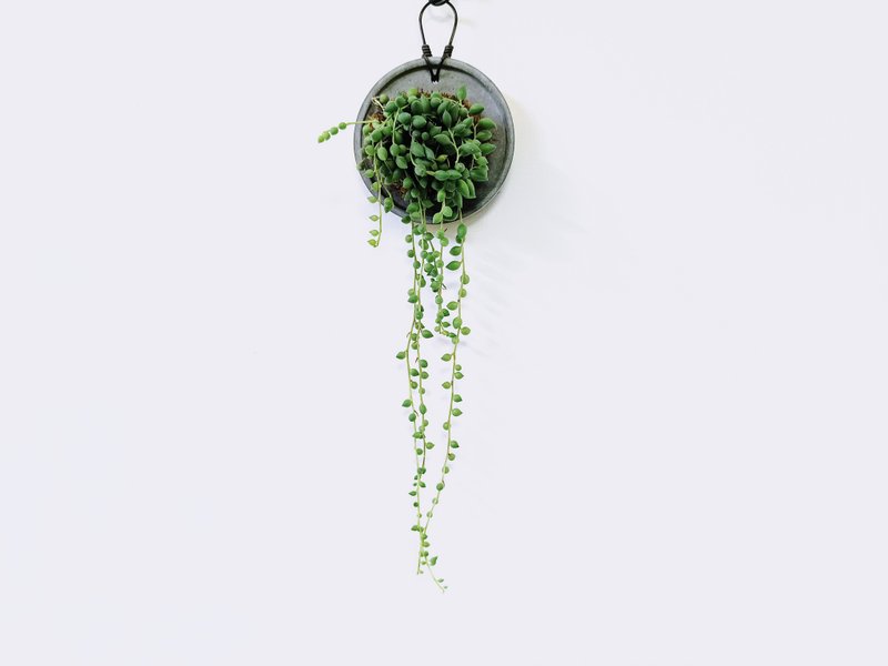 大弦月城│水泥上板植栽│阳台植物│喜光植物│观叶植物│多肉 - 植栽/盆栽 - 植物．花 绿色