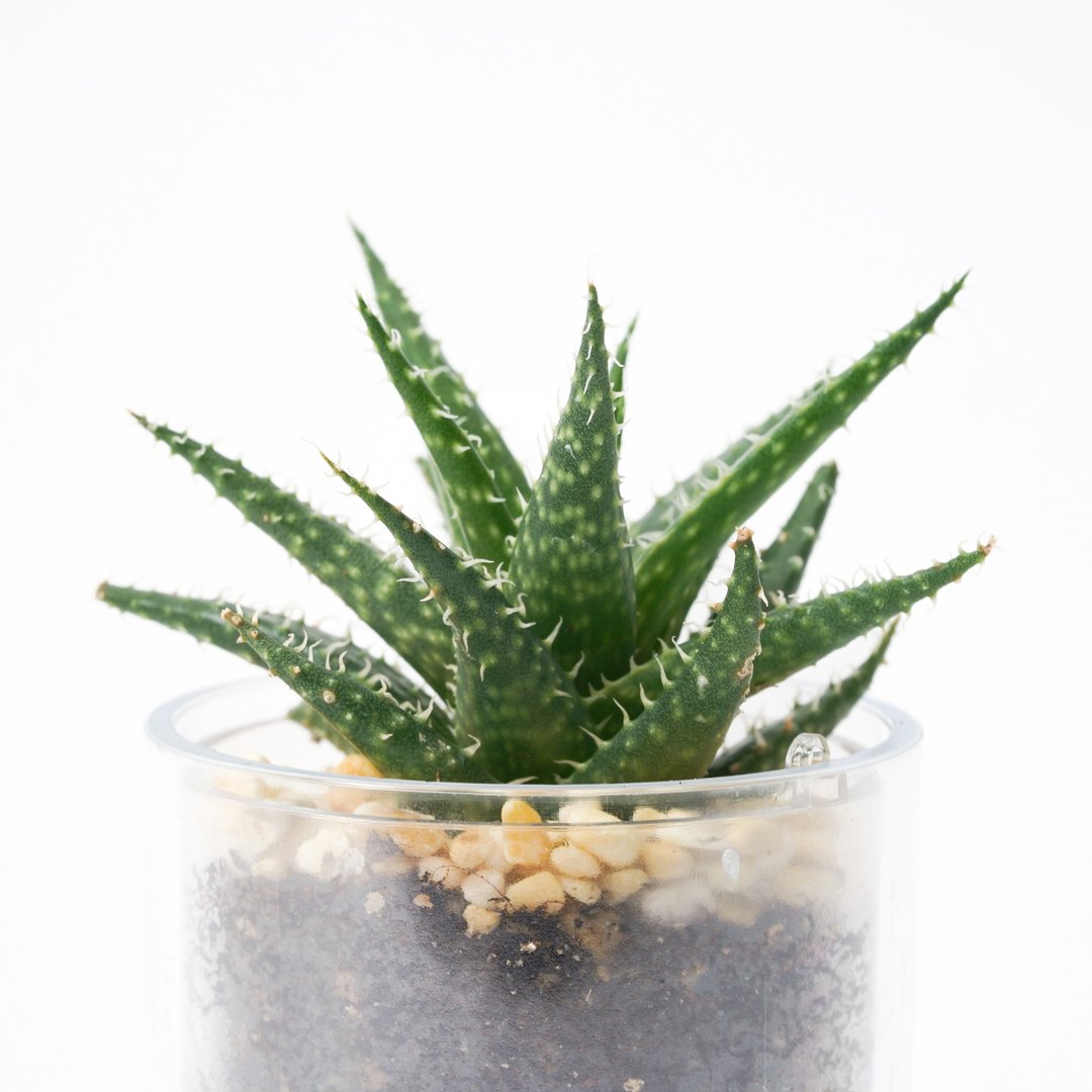 【拍拍芦荟】多肉 植物 智慧型盆栽罐 | 莳光 - 植栽/盆栽 - 植物．花 