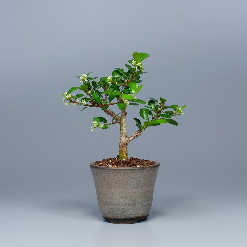 【花果植物】送礼推荐 迷你盆栽 办公室植栽 - 植栽/盆栽 - 植物．花 