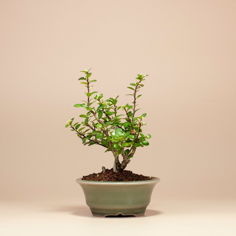 【花果植物】送礼推荐 迷你盆栽 办公室植栽 - 植栽/盆栽 - 植物．花 