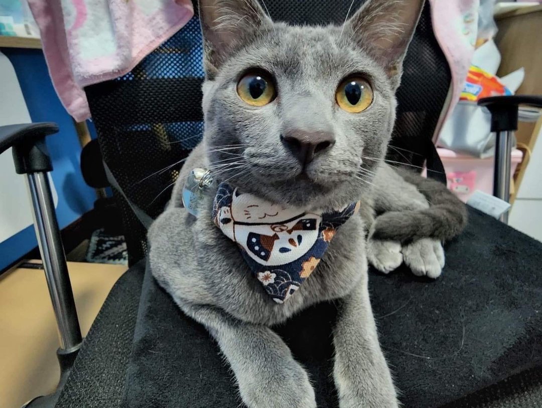 Ani Maneki Neko Collar for the cat - 项圈/牵绳 - 棉 多色