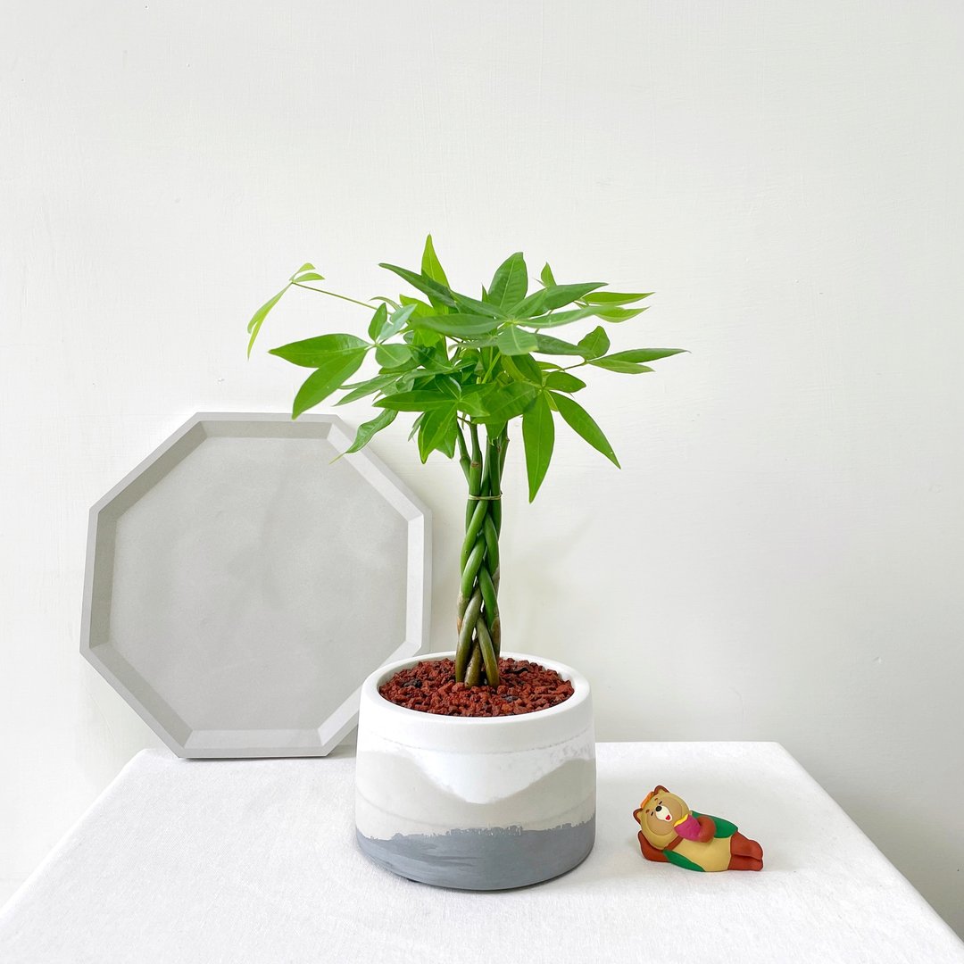 马拉巴栗•清晨云雾圆胖水泥盆栽 室内盆栽 室内植物 - 植栽/盆栽 - 水泥 黑色