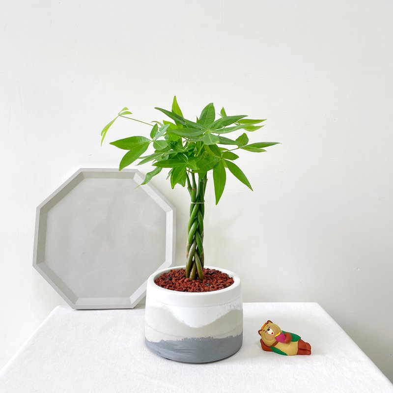 马拉巴栗•清晨云雾圆胖水泥盆栽 室内盆栽 室内植物 - 植栽/盆栽 - 水泥 黑色