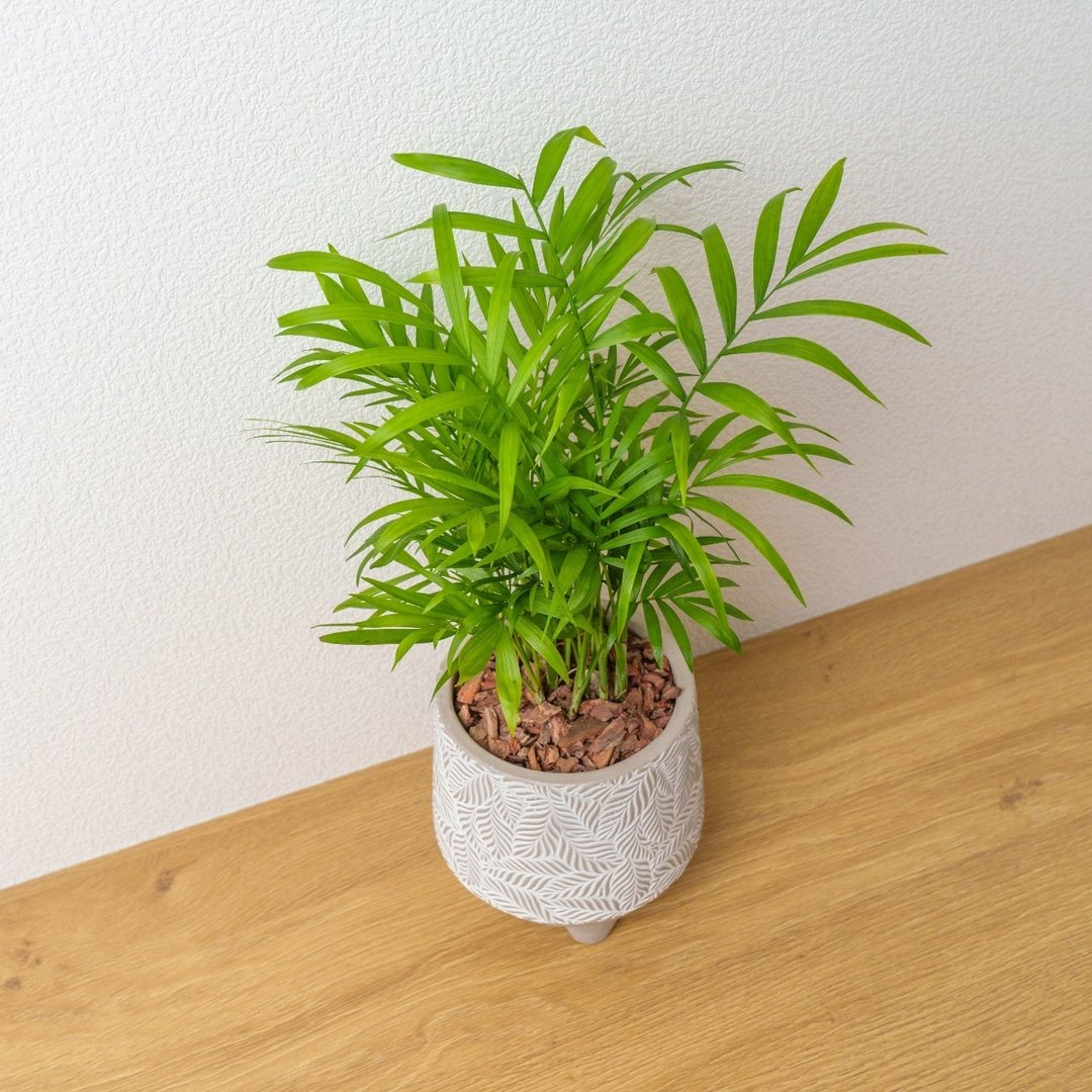 袖珍椰子 小树叶纹 水泥盆栽 开幕送礼 乔迁礼物 植栽 盆栽 - 植栽/盆栽 - 植物．花 