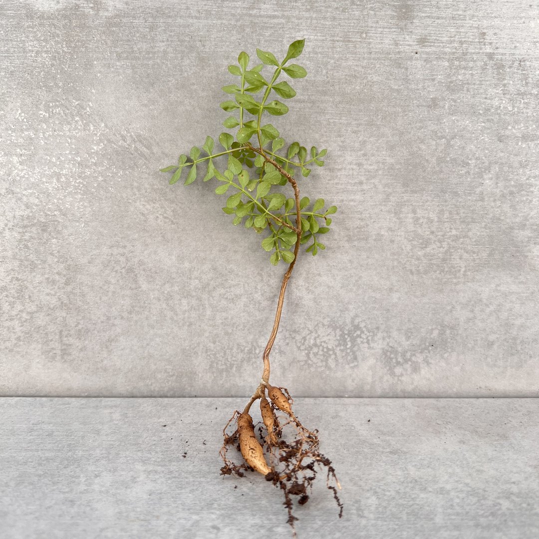 列加氏漆树 | 漆树科 | 多肉 块根 | Operculicarya decaryi - 植栽/盆栽 - 植物．花 