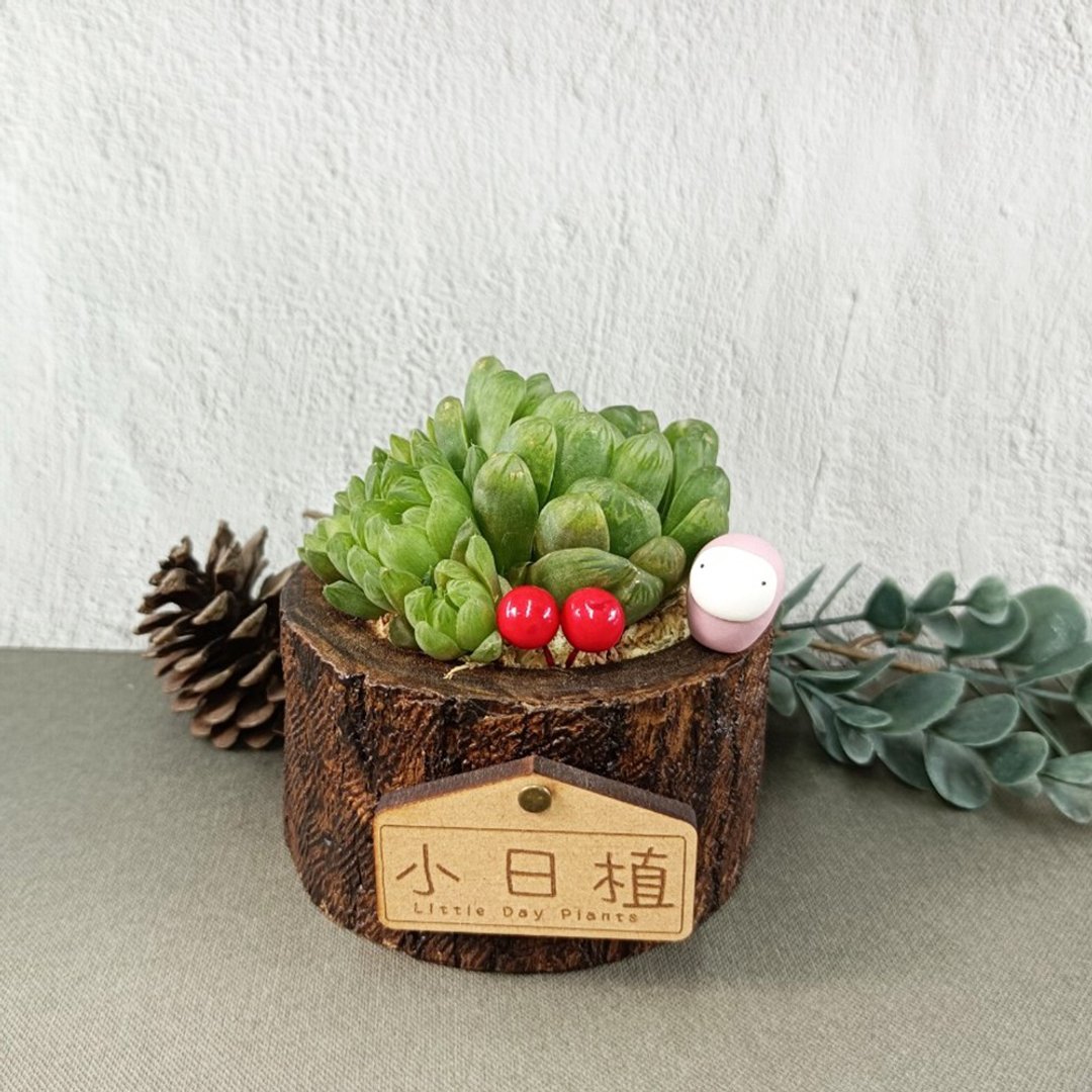 【原木头盆-草玉露】盆栽/植栽/生日/刻字(附字牌) - 植栽/盆栽 - 植物．花 白色