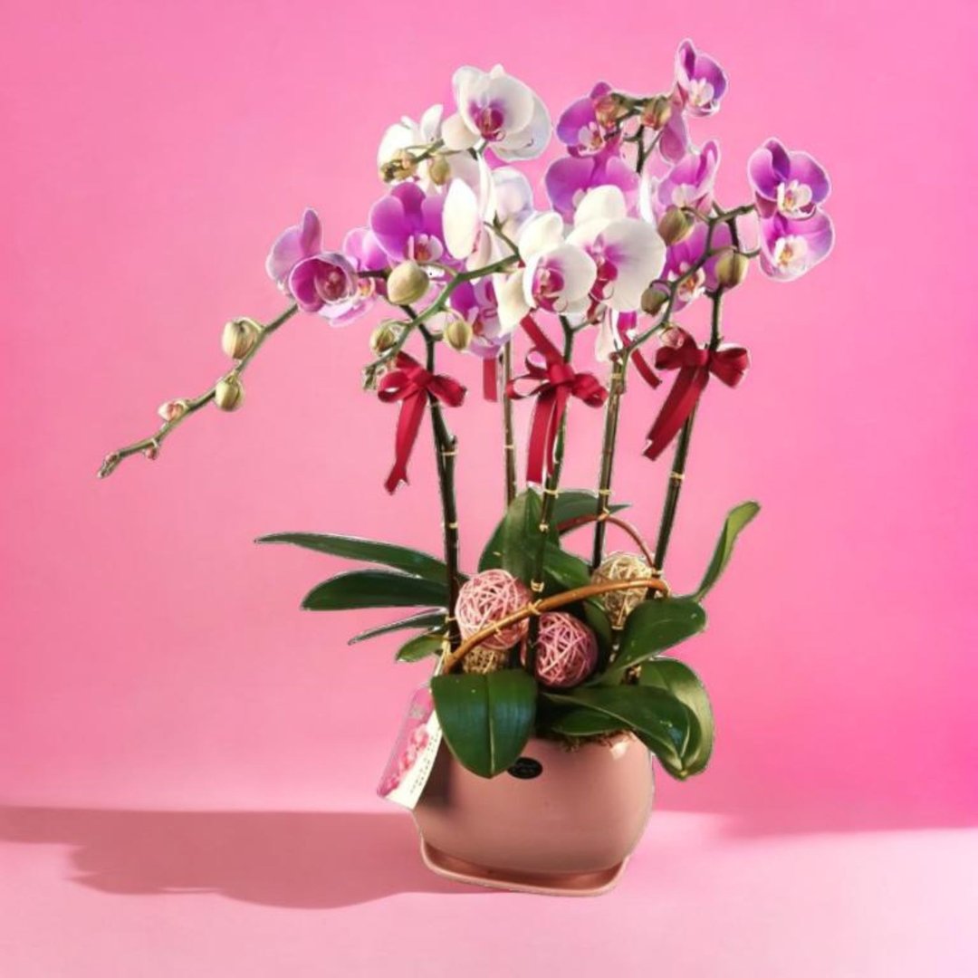 格兰花店 - 雪中红日本姑娘蝴蝶兰5棵 (NY20OR-01) - 植栽/盆栽 - 植物．花 