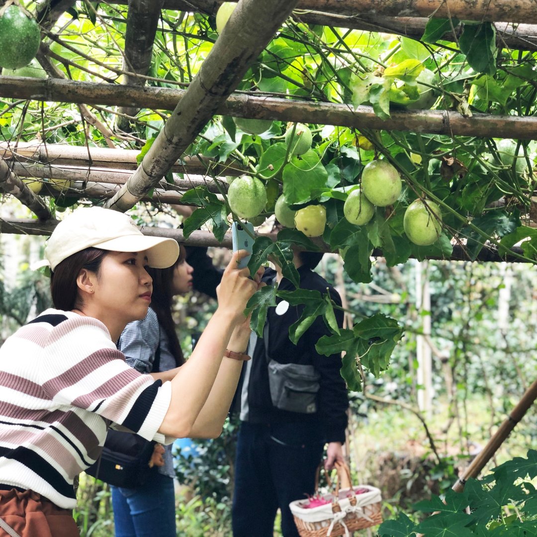 6 月・大山北月・跟着在地小农山林采集 - 深度旅游 - 新鲜食材 