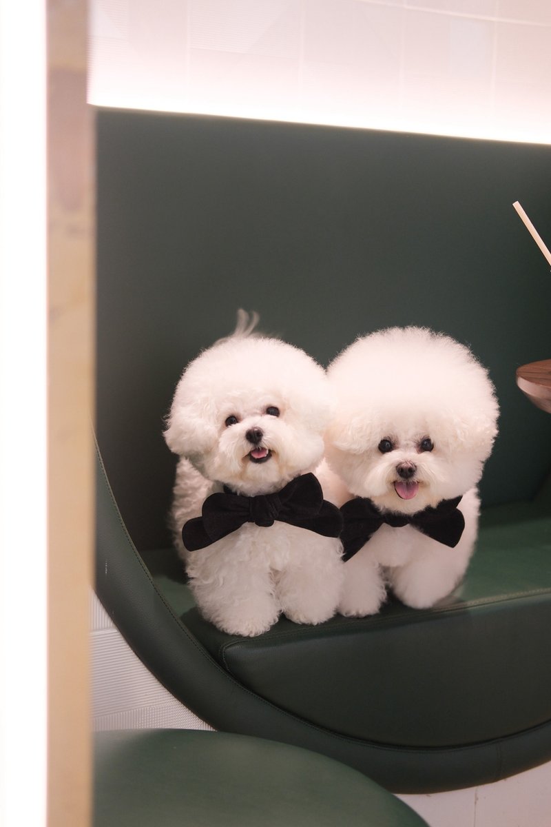 牛仔蝴蝶系列 - 黑色 - 衣/帽 - 其他人造纤维 