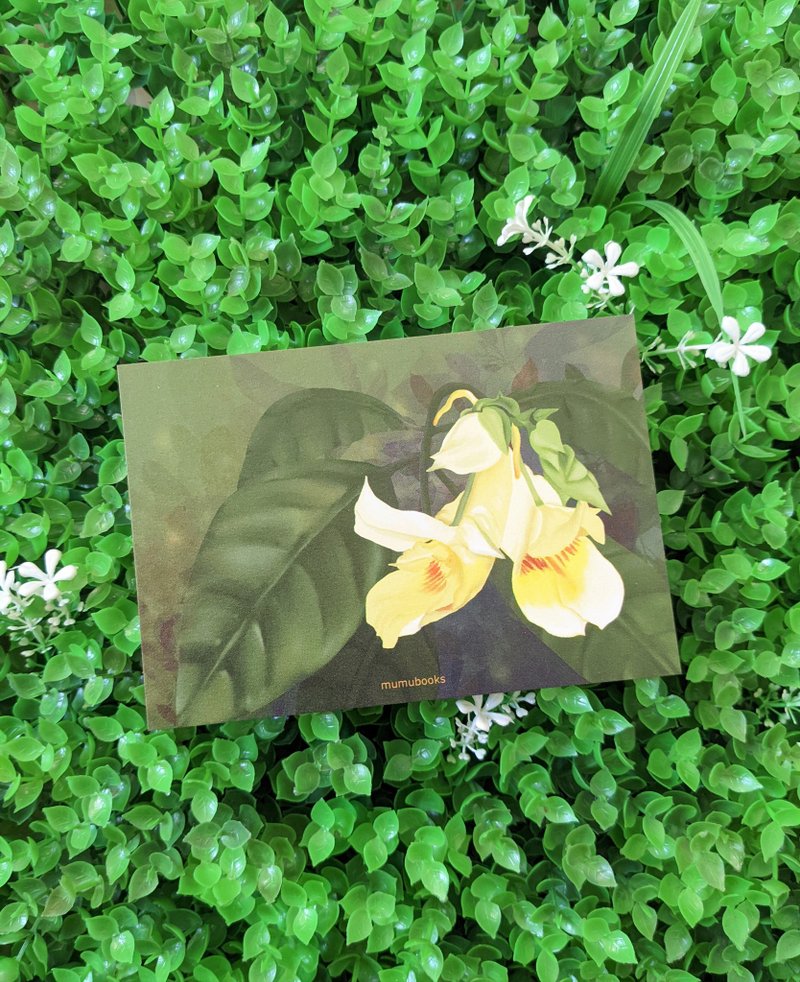 明信片 – 花卉系列 – 香港凤仙 - 卡片/明信片 - 纸 多色