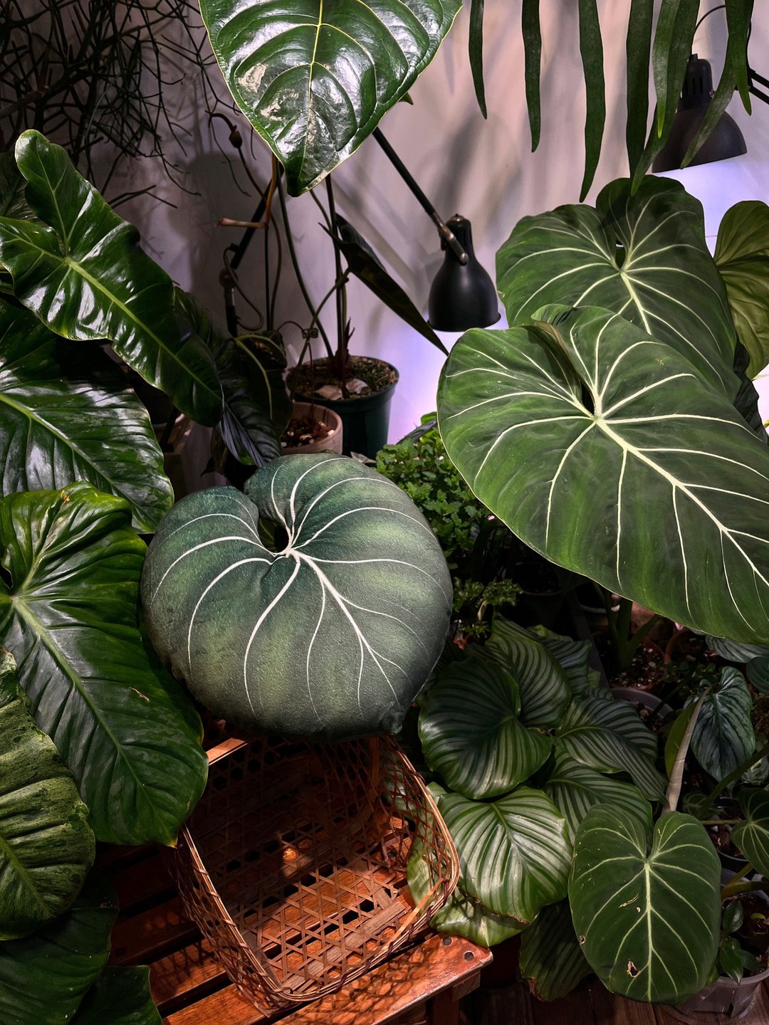 锦缎好抱枕 植物抱枕 靠垫 观叶 沙发好朋友 家饰 植人礼物 - 枕头/抱枕 - 聚酯纤维 绿色