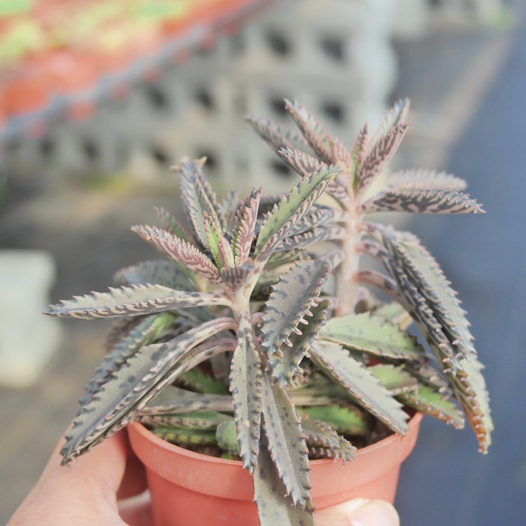 【豆豆多肉】【不死鸟】乔迁│送礼│升迁│多肉植物 - 植栽/盆栽 - 植物．花 